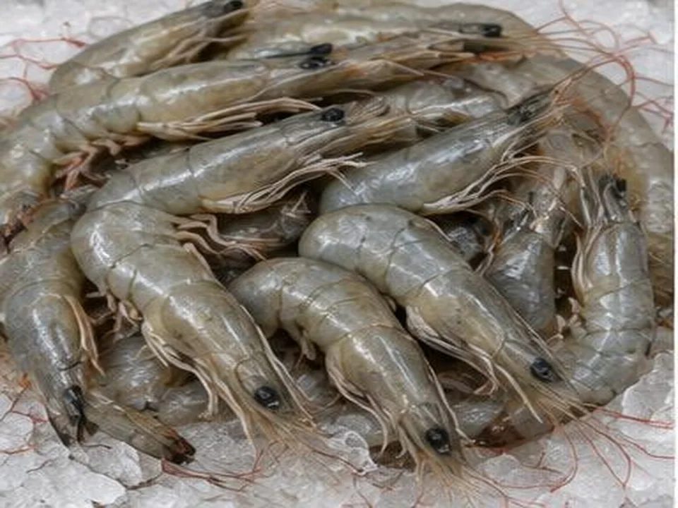 Camarão e Gambas produto por grosso