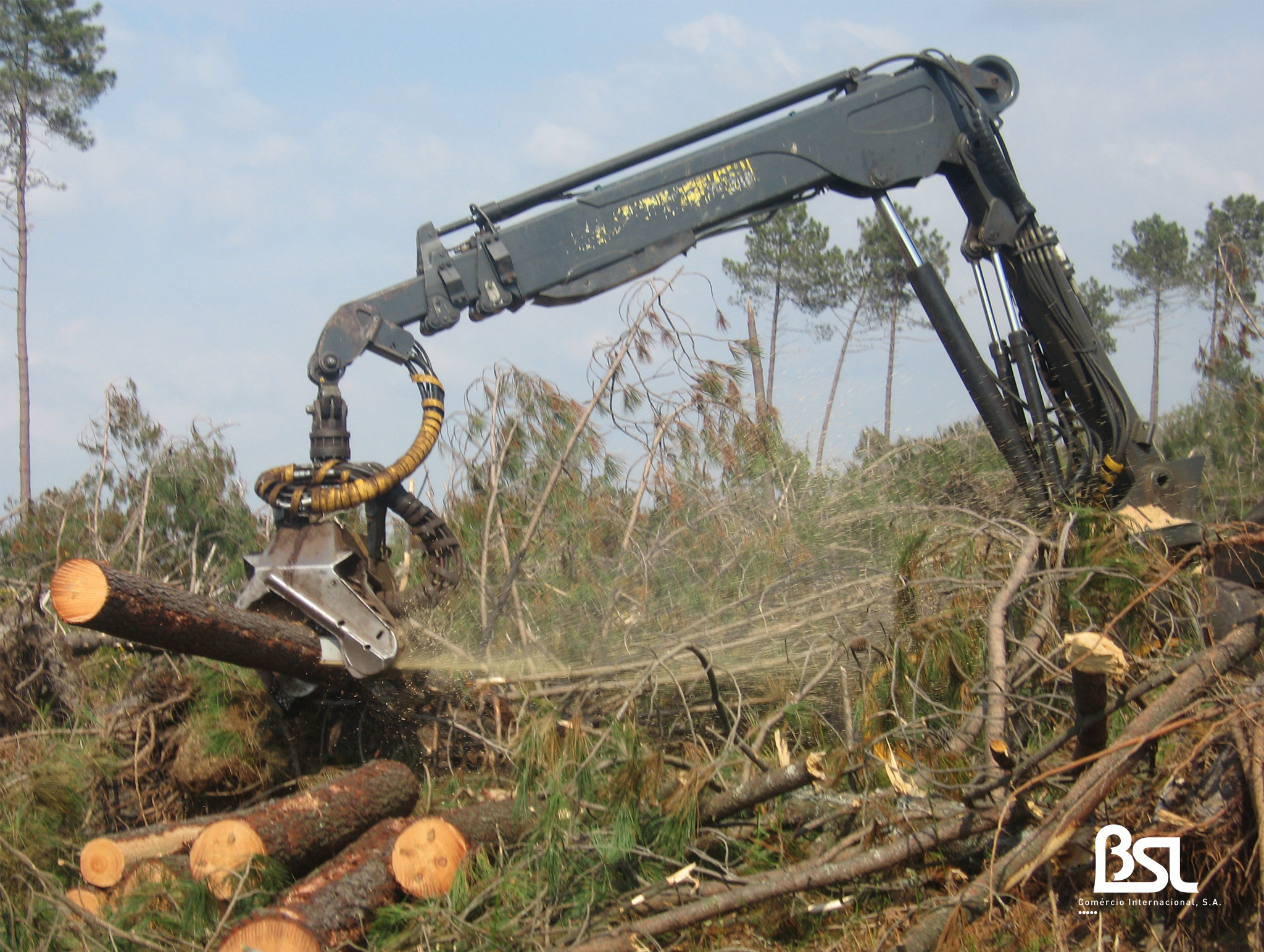 Pine Logs — With Bark wholesale product
