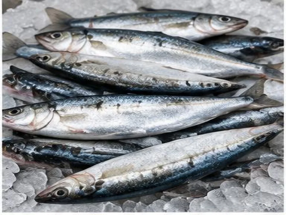 Sardinha produto por grosso