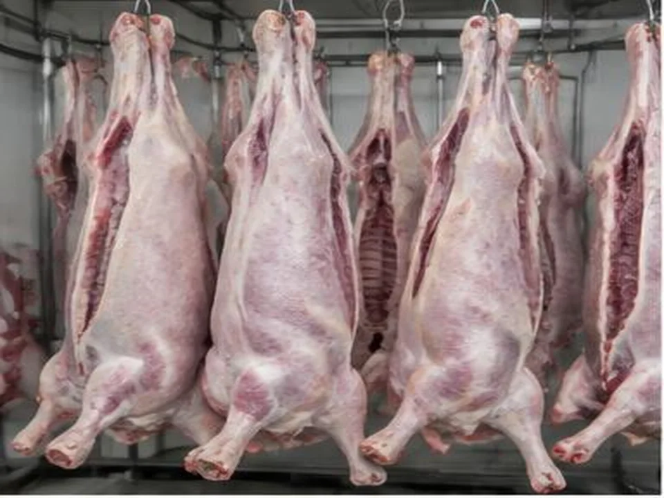 Carcaças de Borrego produto por grosso