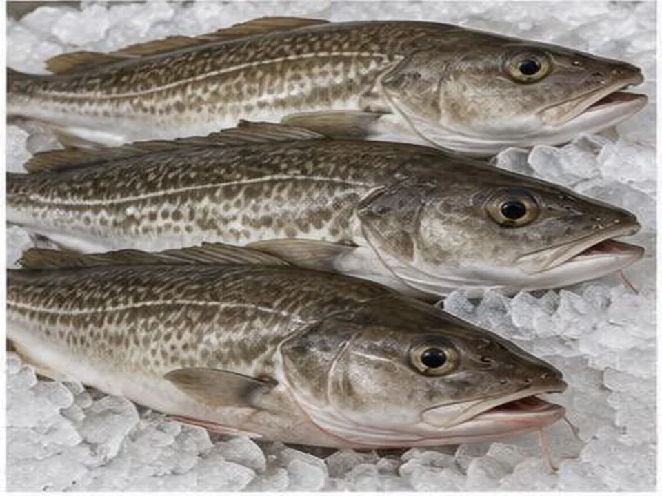 Bacalhau produto por grosso