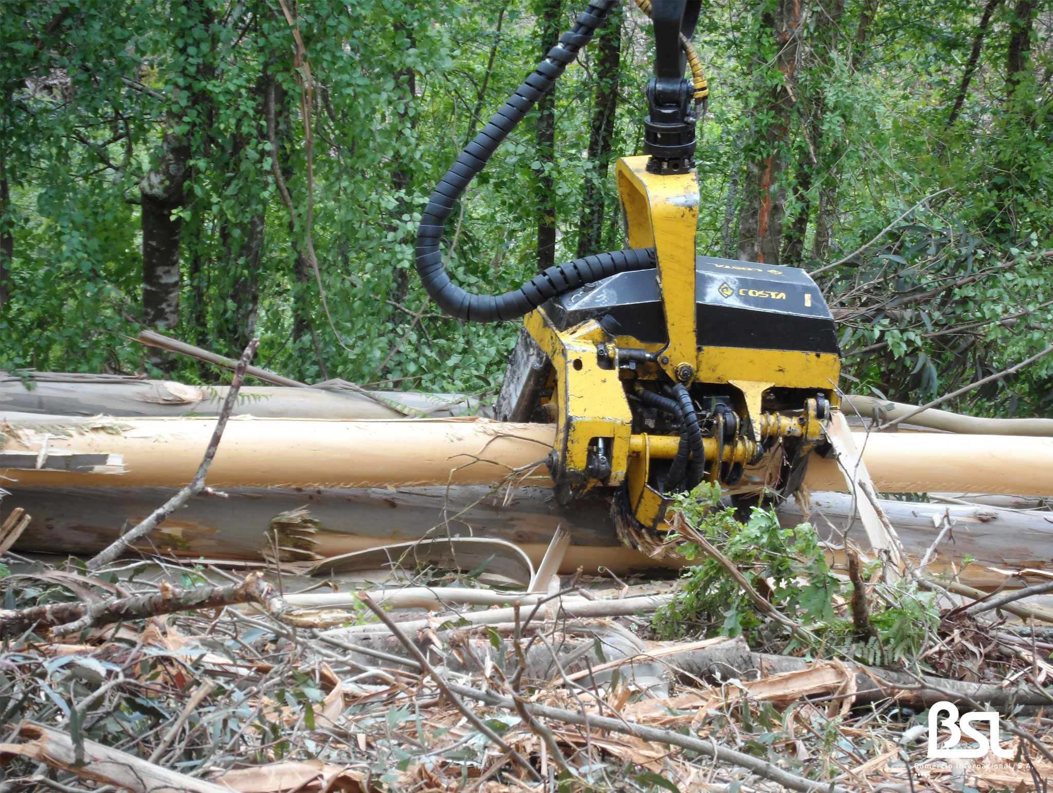 Eucalyptus Logs — Debarked wholesale product