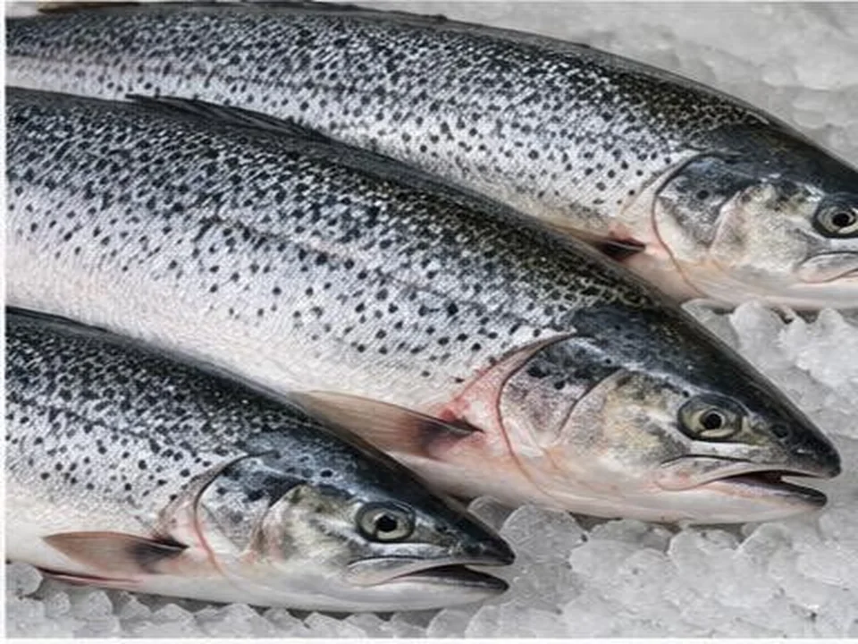 Salmão do Atlântico produto por grosso