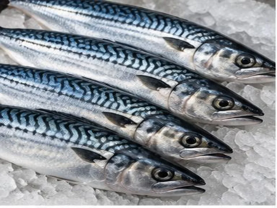 Sarda do Atlântico produto por grosso